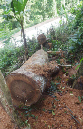 Theo dấu “lâm tặc” trong rừng Thượng Hóa